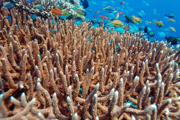 Paisagem subaquática com centenas de peixes — Fotografia de Stock