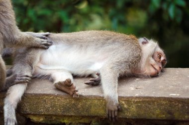 Aile maymun Tapınağı Park, bali