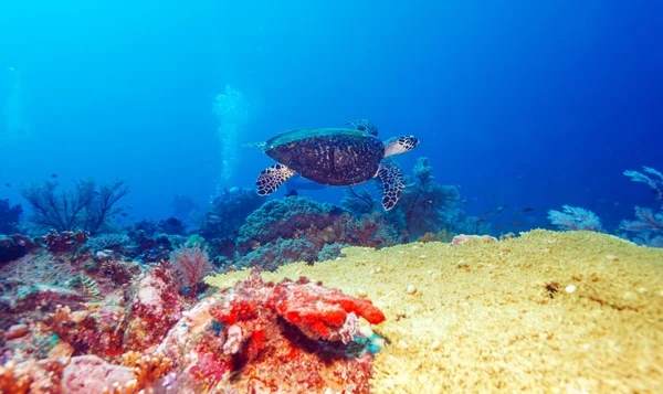Zelená mořská želva v blízkosti korálového útesu, bali — Stock fotografie