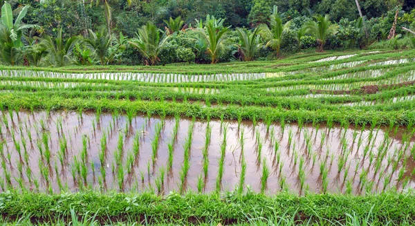 Campo di riso verde fresco — Foto Stock