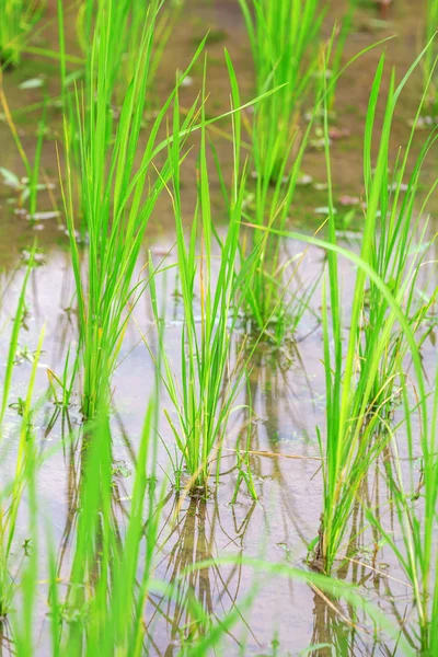 Friss zöld rizs mező — Stock Fotó