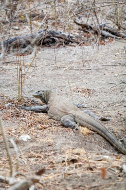 Vahşi en büyük kertenkele Komodo Dragon (Varanus komodoensis)