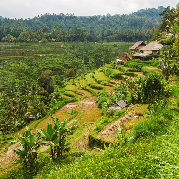 Vila tradicional com campo de arroz na selva — Fotografia de Stock