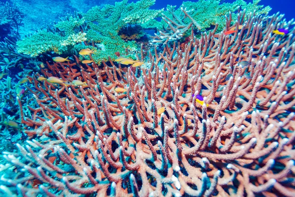 Több száz halak a víz alatti táj Stock Fotó