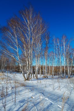 Huş ağacı orman ile kış, kar