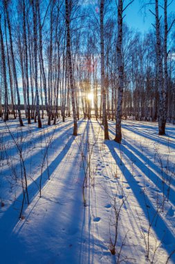 Kış manzara orman gün batımında