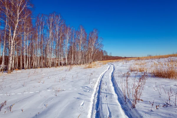 Floresta de bétula com neve no inverno — Fotografia de Stock