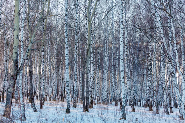 Brzozowy las ze śniegu w zimie — Zdjęcie stockowe
