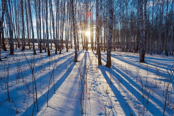 Pejzaż zimowy z lasu o zachodzie słońca — Zdjęcie stockowe