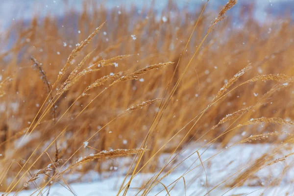 Floresta de neve no fundo do campo nevado de inverno — Fotografia de Stock