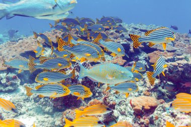 Okul balıklar yakınındaki mercan, Maldivler