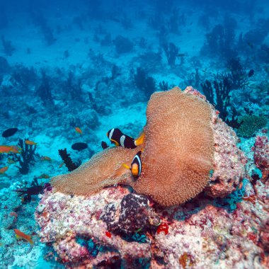 Palyaço balıkları Anemone yakınındaki çifti