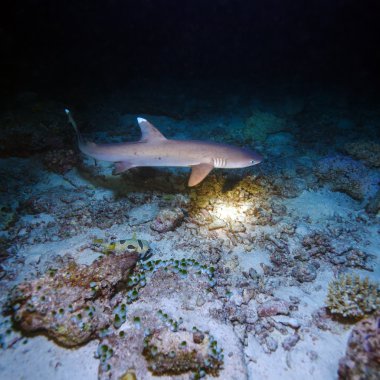 Gece dalış, Maldivler sırasında whitetip köpekbalığı