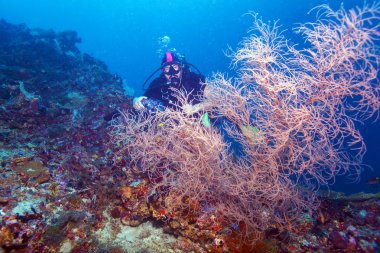 Scuba Diver resif altındaki