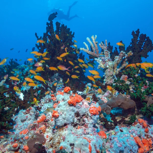 Skolan av fiskar nära Coral Reef, Maldiverna — Stockfoto