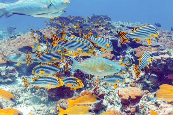 Skolan av fiskar nära Coral Reef, Maldiverna — Stockfoto