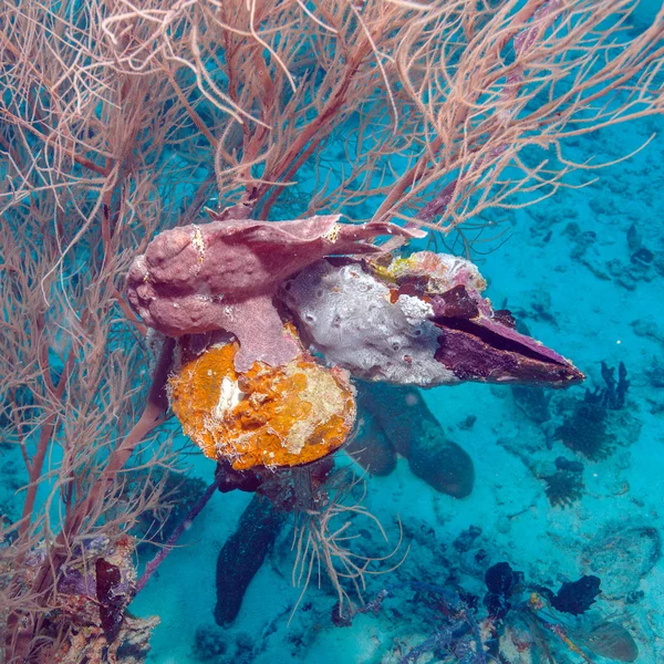 Жаба риби нижній Coral, Мальдіви — стокове фото