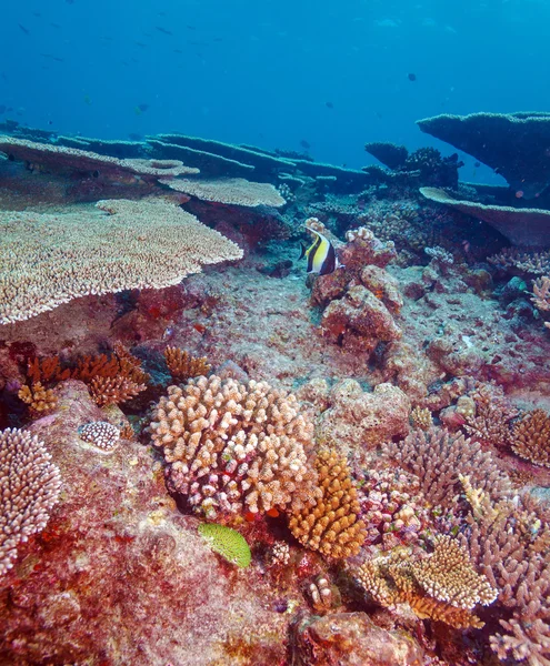 Moorish Idol (Zanclus cornutus) near Coral Reef — Stock Photo, Image