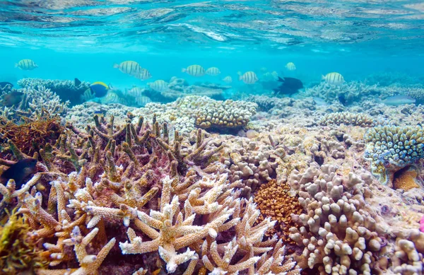 Ondiep Water koraalrif — Stockfoto