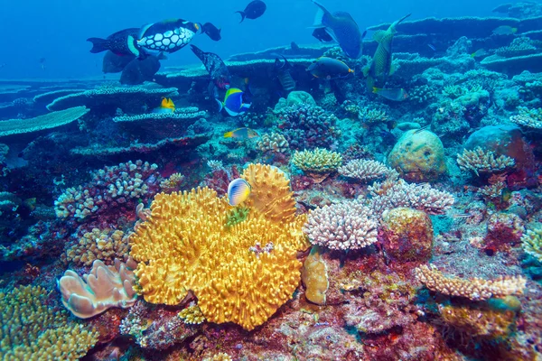 Big Trigger Fish perto de corais, Maldivas — Fotografia de Stock