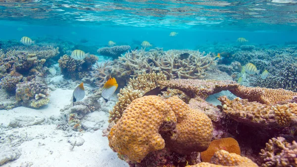 浅瀬のサンゴ礁 — ストック写真