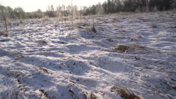 Schneefall bei winterlich verschneitem Feld — Stockvideo