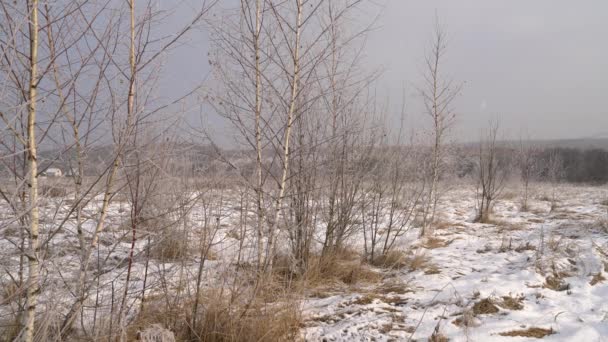 Schneefall bei winterlich verschneitem Feld — Stockvideo