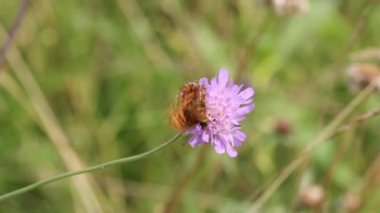 Gümüş renginde Fritiller (Argynnis paphia) Kelebek