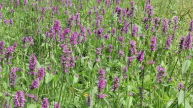 Çayır çiçek ve arılar