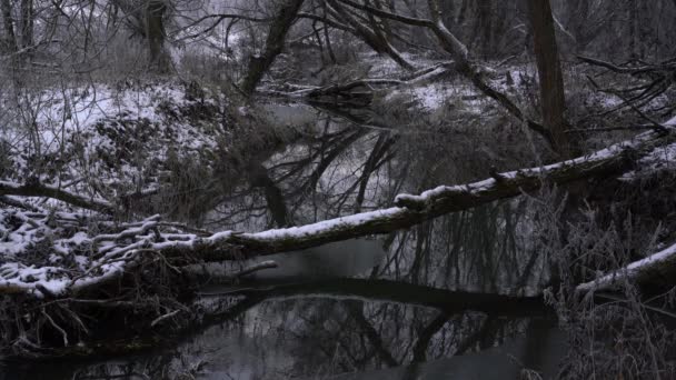 Río fluyendo a través del bosque de invierno — Vídeos de Stock