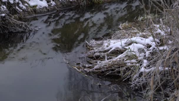 乾いた草と川冬背景で樹氷 — ストック動画