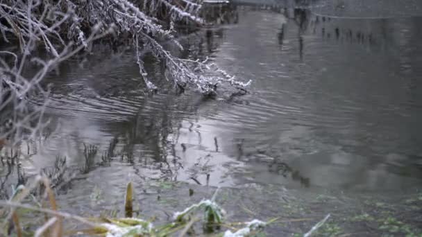 Річка, що протікає через зимовий ліс — стокове відео
