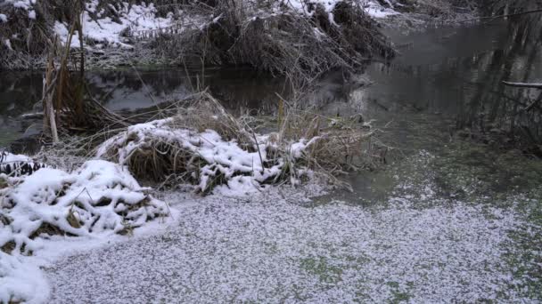 Fluss fließt durch den Winterwald — Stockvideo