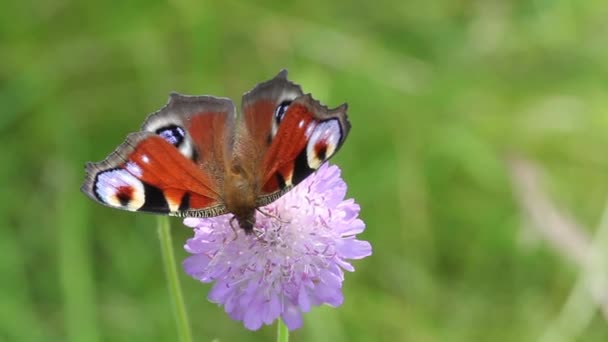 Europäischer Pfau (aglais io) Schmetterling — Stockvideo
