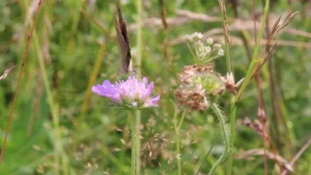 Ringlet ou Aphantopus hyperantus) Borboleta — Vídeo de Stock