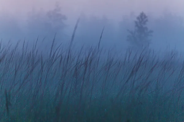 Misty prachtige natuur achtergrond — Stockfoto