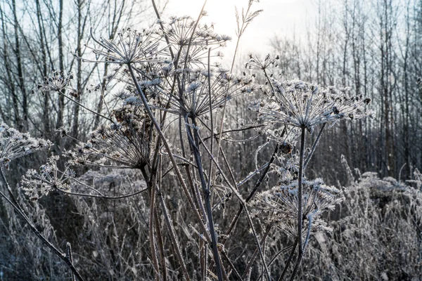 Winters tafereel met gras bedekt door sneeuw — Stockfoto