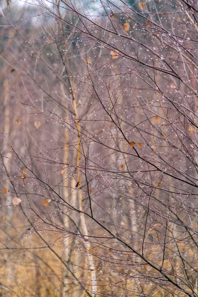 Regnet droppar på Björken — Stockfoto