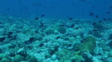 Arka plan ile birçok kırmızı dişli Triggerfishes (Odonus Nijer), Maldivler