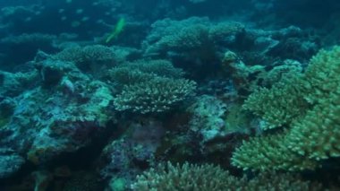 Sarı Çin alt yakınında Yüzme Trumpetfish (Aulostomus chinensis)
