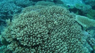 Sealife mercan resif sığ su