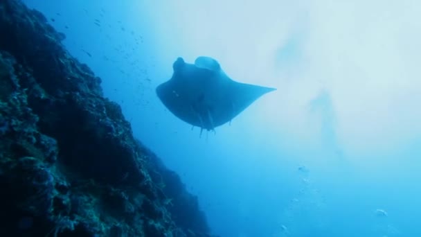 Natación relajante de grandes rayas de Manta, Maldivas — Vídeo de stock