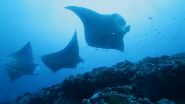 Розслаблююча плавання великий Manta промені, Мальдіви — стокове відео