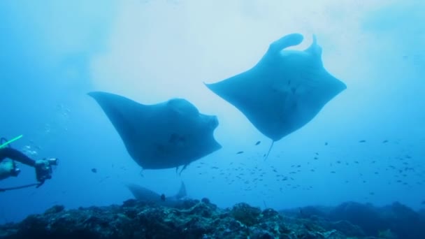 Natación relajante de grandes rayas de Manta, Maldivas — Vídeo de stock