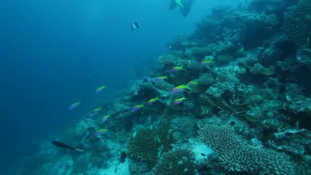 Água rasa com a vida marinha de recife de coral — Vídeo de Stock