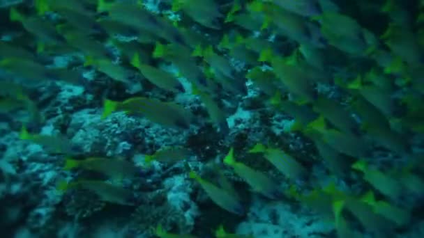 Skolan av Yellowstripe goatfishes (Mulloidichthys flavolineatus) — Stockvideo