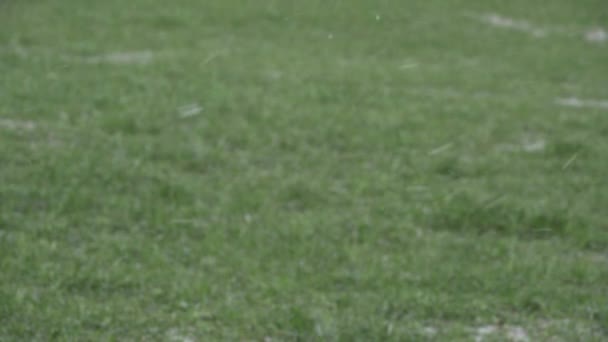 Chute de neige à la pelouse enneigée 