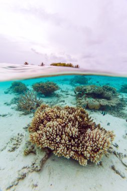 yarı ada ve resif sualtı sahne