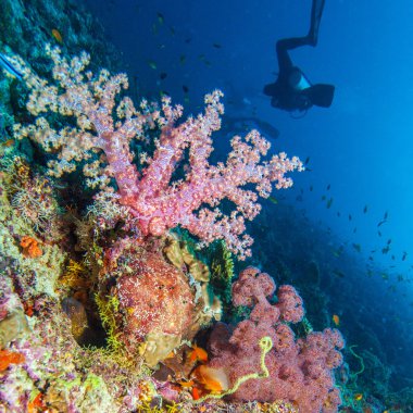 Renkli tropikal mercan resif manzara