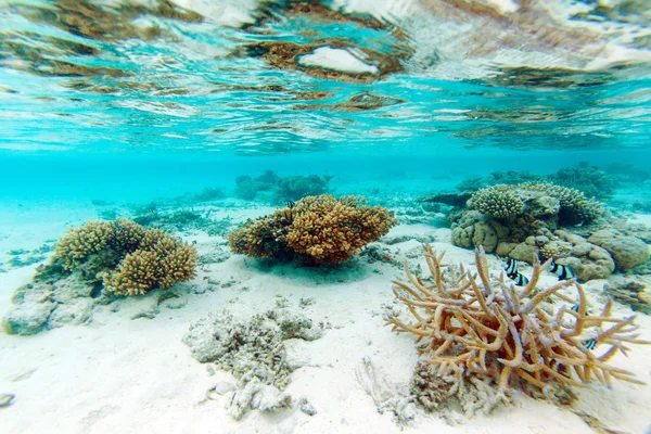 Arrecife de coral de aguas poco profundas — Foto de Stock
